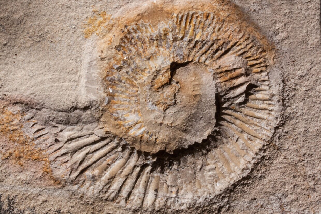 Fossilien - Urlaub auf Usedom